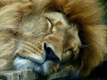 Close-up of lion sleeping