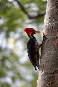 Woodpecker on tree