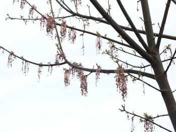 Low angle view of tree against sky