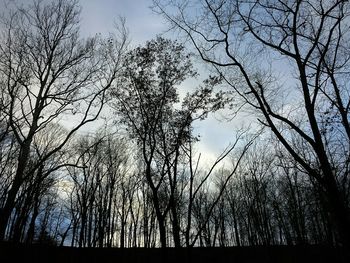 Low angle view of silhouette trees against sky