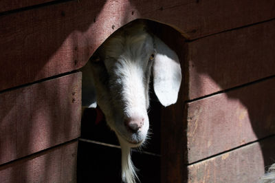 Portrait of horse in stable