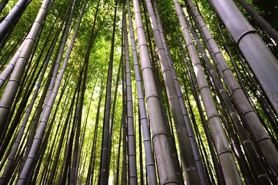 Low angle view of trees