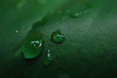 Close-up of raindrops on green leaves