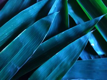 Full frame shot of succulent plant