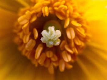 Macro shot of flower