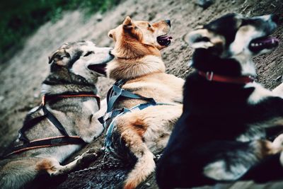 Close-up of dogs resting together