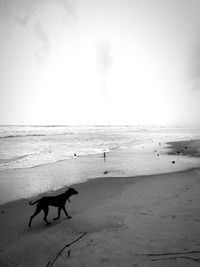 Dog on beach