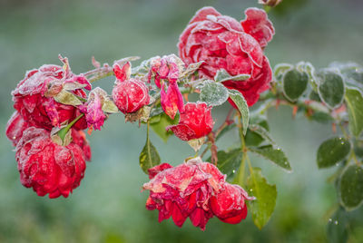 Close-up of red flowering plant