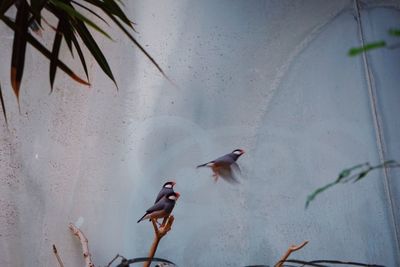 High angle view of birds on wall