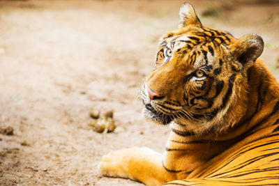 Close-up of a cat looking away