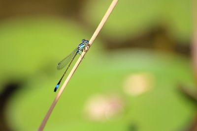 Close-up of damselfly on reed