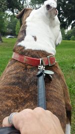 Midsection of person with white horse on field