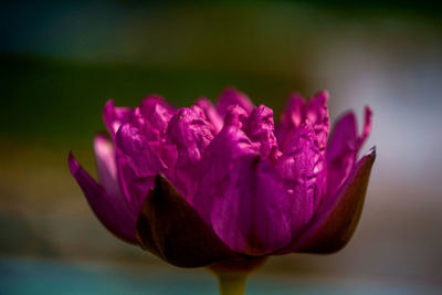 Close-up of pink rose flower