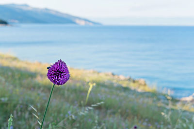 Close-up of purple flowering plant in sea