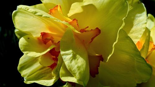 Close-up of yellow flower blooming against black background