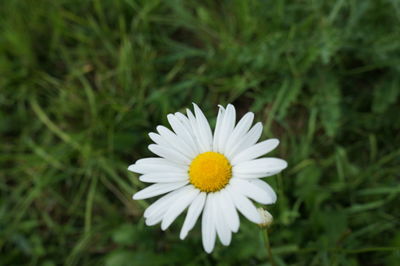 Close-up of white daisy blooming outdoors