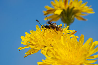 Black soldier fly flies insect hermetia illucens mating on yellow dandelions