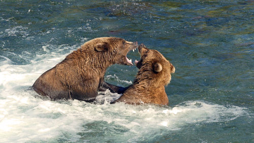 2 grizzlies fighting brooks falls