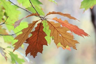 Close-up of maple leaves