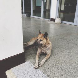 Stray dog relaxing in passage