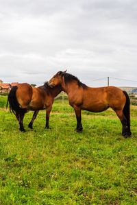 Horses standing in ranch