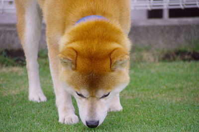 View of a dog on field