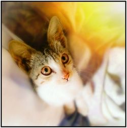 Close-up portrait of cat