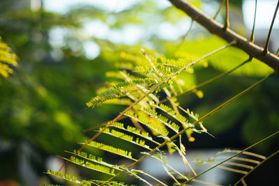 Close-up of fresh green leaves