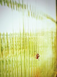 Close-up of insect on leaf