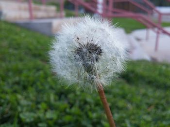 Close-up of dandelion