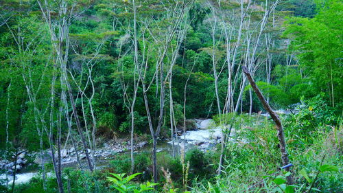 Stream flowing through forest