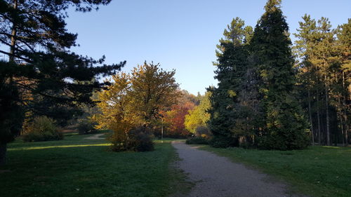 Trees in park