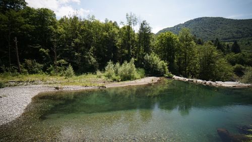Scenic view of lake amidst trees in forest against sky