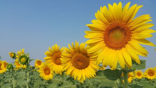 Close-up of sunflower on field against clear sky