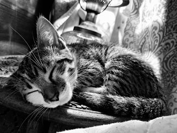 Sleepy time kitten on nightstand 