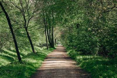 Footpath amidst trees in forest