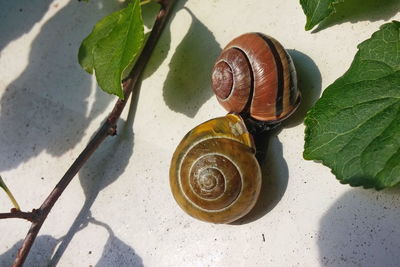 Close-up of snail on sand