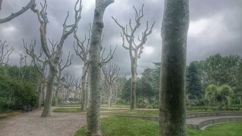 Trees in park