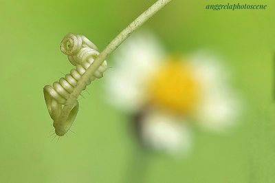 Close-up of butterfly on flower