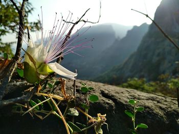 Plants growing on mountain against sky