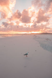 Scenic view of beach against sky during sunset