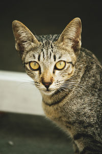 Close-up portrait of cat against black background