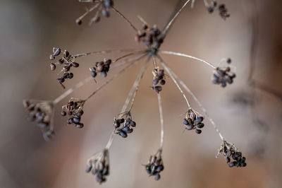Close-up of plant