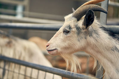 Close-up of horse in ranch