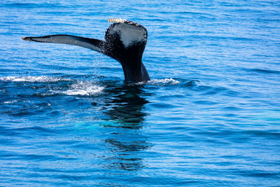 High angle view of humpback whale in sea
