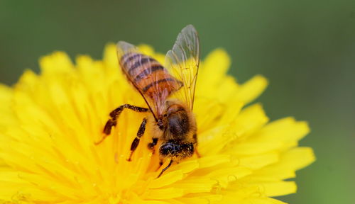 Close-up of butterfly pollinating on yellow flower