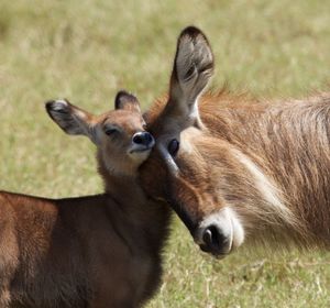 Waterbuck with fawn on field