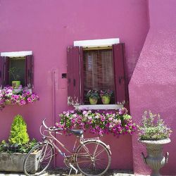 Potted plants on the wall