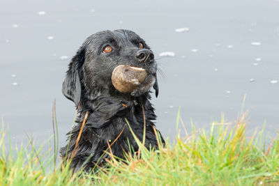 Head shot of a black labrador in the water looking expectantly