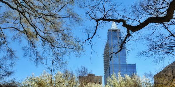 Low angle view of bare trees against blue sky